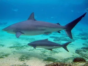 Carcharhinus obscurus - Wikipédia