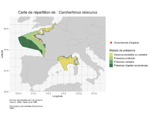 Carcharhinus obscurus