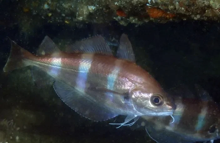 Trisopterus luscus