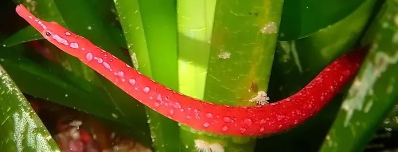 Nérophis tacheté (Nerophis maculatus)