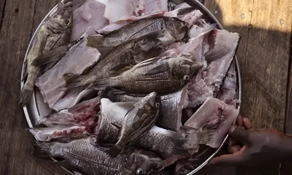 Repas Petrochromis