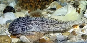 Liparis liparis - Wikipedia - Ecomare - slakdolf (slakdolf-ecomare 03-sd).jpg